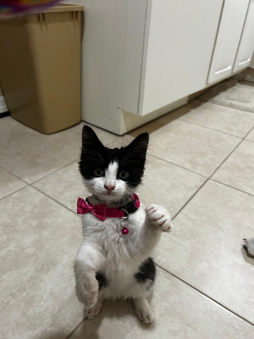 Rehome kitty