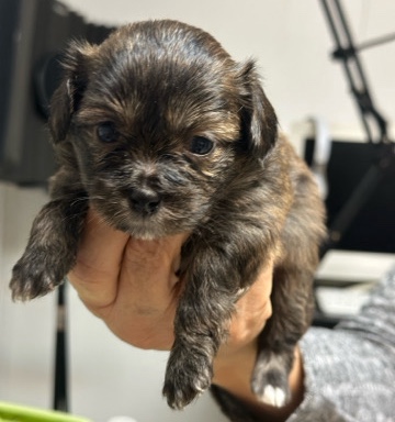 Shih Tzu – Shih Tzu
