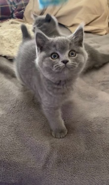 British Shorthair – British Shorthair
