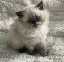 Persian (Modern) – 5 kittens rehoming