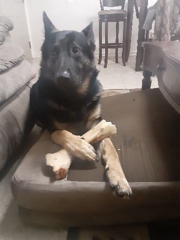 German Shepherd – German shepherd