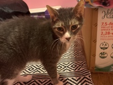 Female cat sweetheart – Tucker