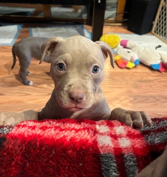 American Pit Bull Terrier – looking for a home