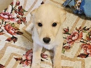 Labrador Husky – home needed – Durham