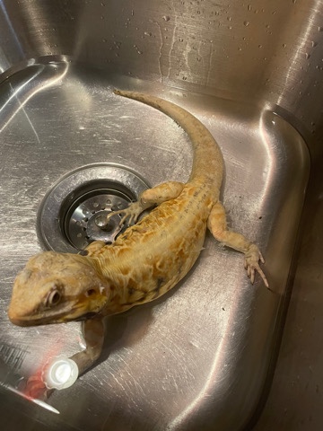 bearded dragon