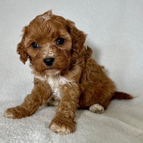 Poodle – Fl Cavapoo available for sell/rehome
