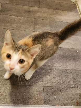 Bella