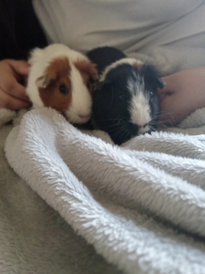 Guinea Pigs For sell
