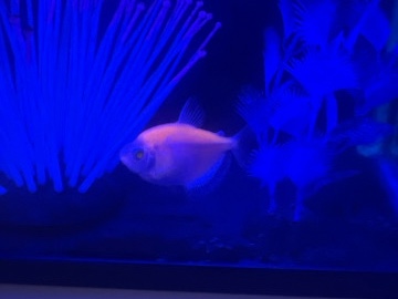 Pink Neon Glow Fish