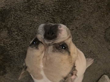 French Bulldog – French Bulldog Gizmac – Kent