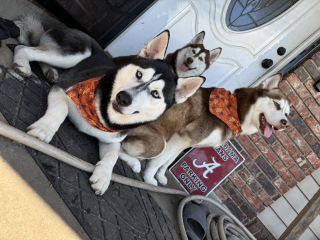 Siberian Husky – Siberian Husky Puppies