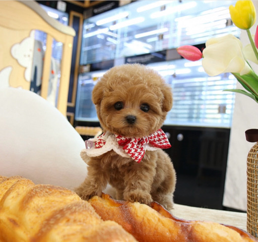 Poodle – Teacup poodle
