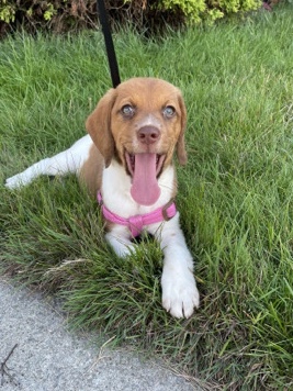 Beagle – beagle puppy