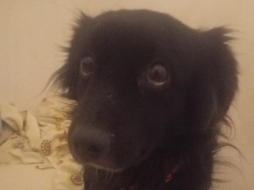 dou um cão sem preço