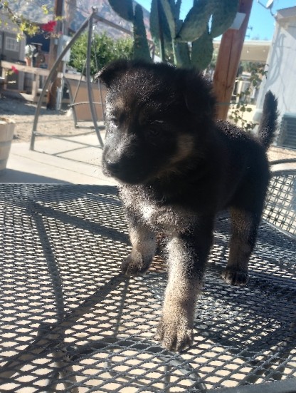 German Shepherd – German shepherd