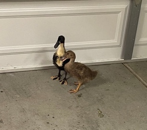 2 free ducks