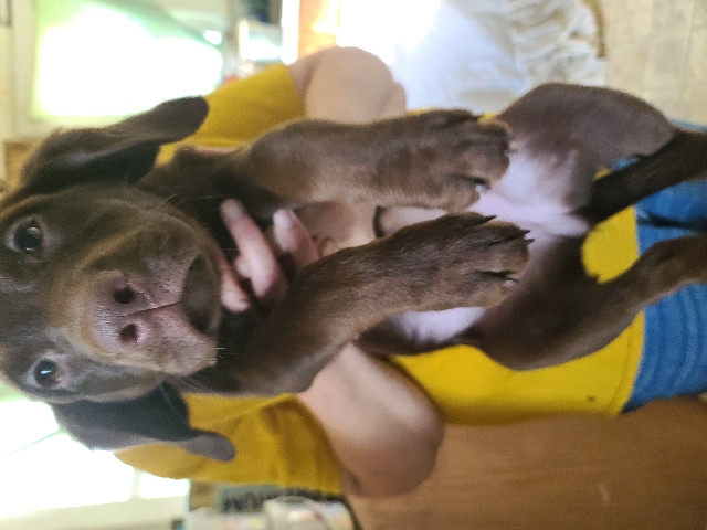 Labrador Retriever