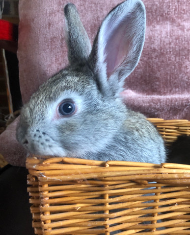 American – Baby Bunnies
