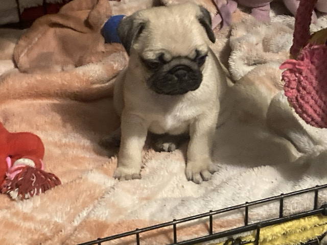 pug puppy’s 