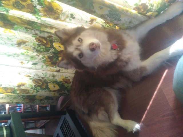 Siberian Husky – hello my name is Princess the Husky