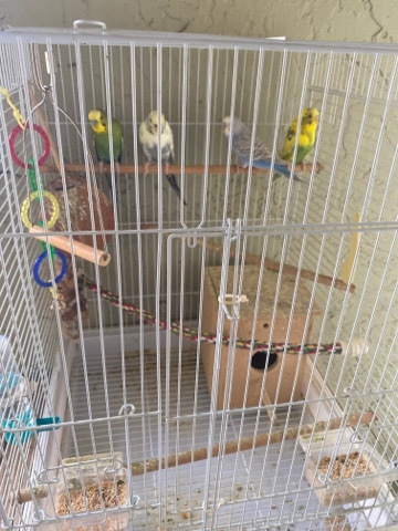 4 budgies