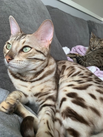 Bengal – Bengal Cat