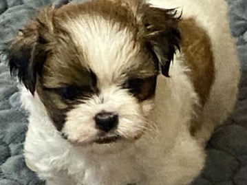 Shih Tzu – ShihApsos Puppies Rehome – Atlantic Beach