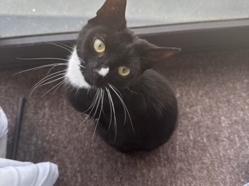 Others - FREE CAT available for adoption in London