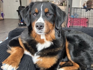 hello my name is cinnamon 