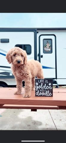 goldendoodle puppy