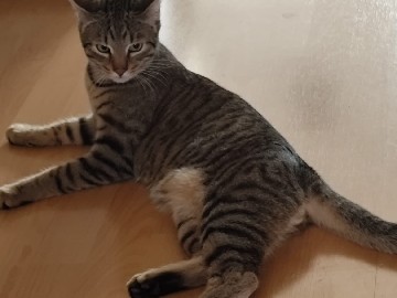 gismo und lusy suchen gemeinsam ein Zuhause – Cologne