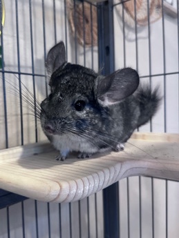 chinchilla – chinchilla