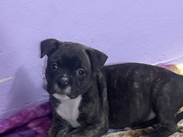 American Staffordshire Terrier – American Staffordshire Terrier Mix