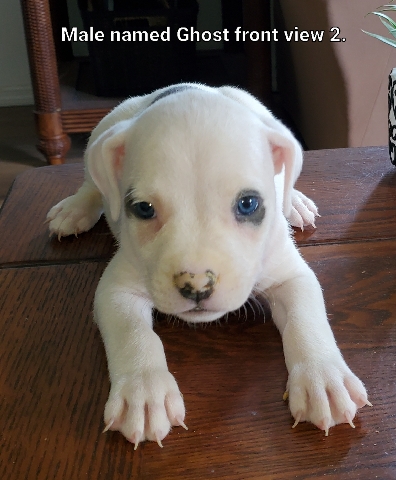 American Pit Bull Terrier – Pitbull puppies for sale