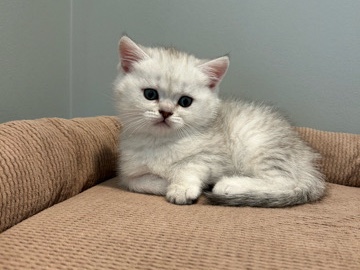 Scottish Fold - Scottish Straight girl available for adoption in Spartanburg