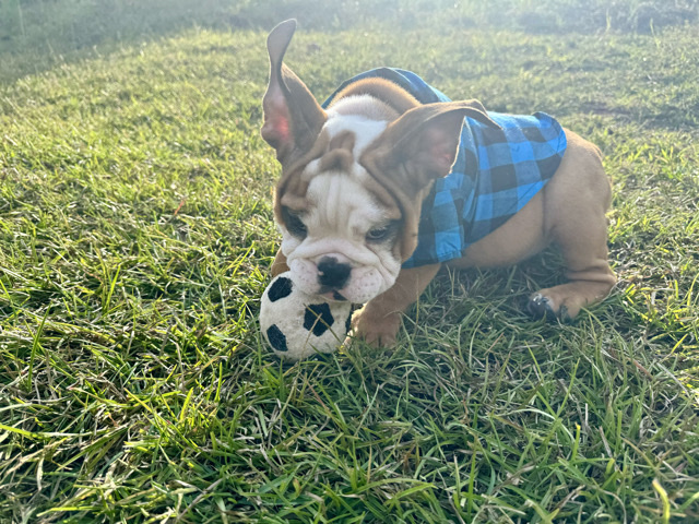 Bulldog – adorable English Puppy