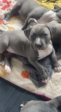 American Bulldog – Xl bully pups abkc