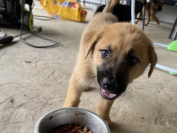 German Shepherd – 7 Puppies (6 weeks) (3/4 German Shepherd-1/4 Beagle) – Collierville