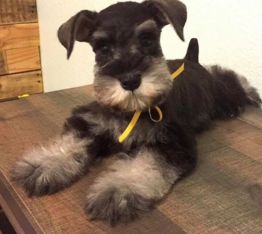 Miniature Schnauzer – Akc registered Miniature schnauzer puppy