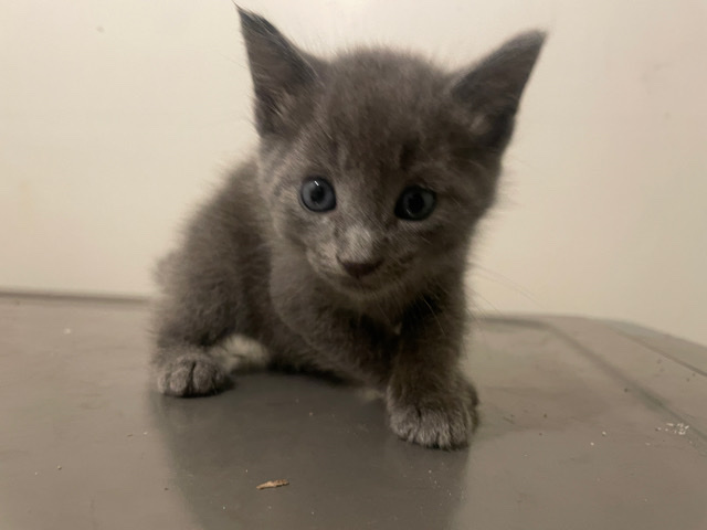 Russian Blue – kittens
