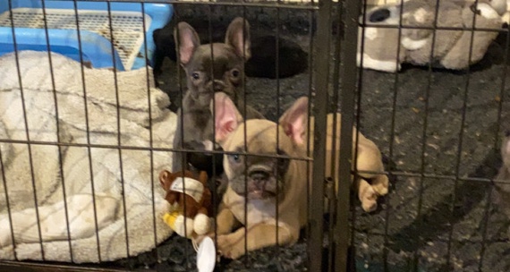 French Bulldog – puppies for sale 🤍