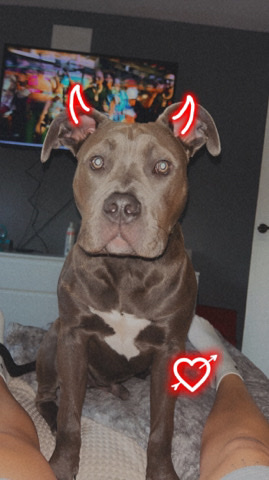 6 month old xl bully