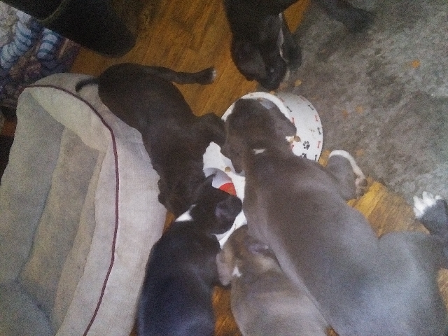 American Pit Bull Terrier – blue pit / cane Corso puppies