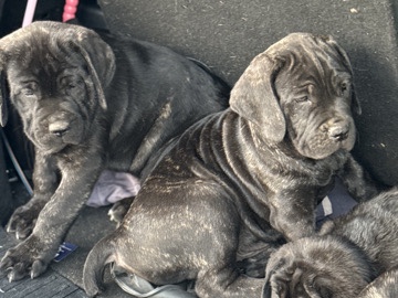 Cane Corso – Cane Corso – Fontana