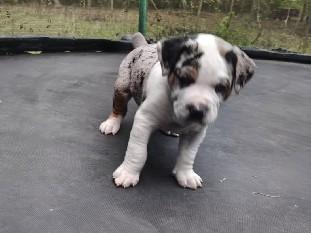 Catahoula Cur – Catahoula Puppies – Crestview