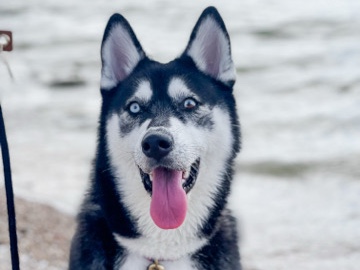 Siberian Husky – Bailey- Husky – Rockwall