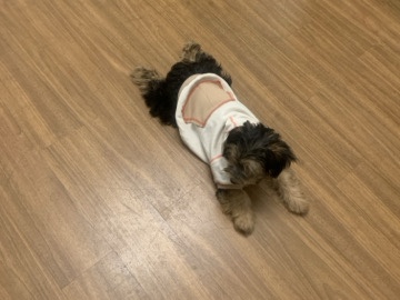 Morkie – Morkie – Kent