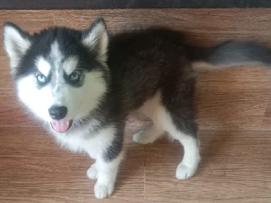 Siberian Husky – Siberian Husky – Navi Mumbai