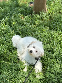 Shih Tzu – Trained Shih-Tzu mix puppy!