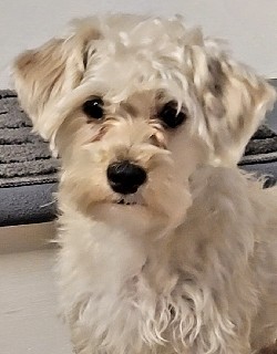 Hypoallergenic Designer Dog Fargo, ND